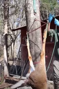 Building A Deer Hanger